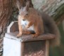 red squirrel